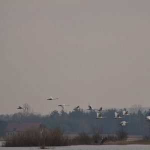 ptaki-w-biebrzanskim-parku-narodowym