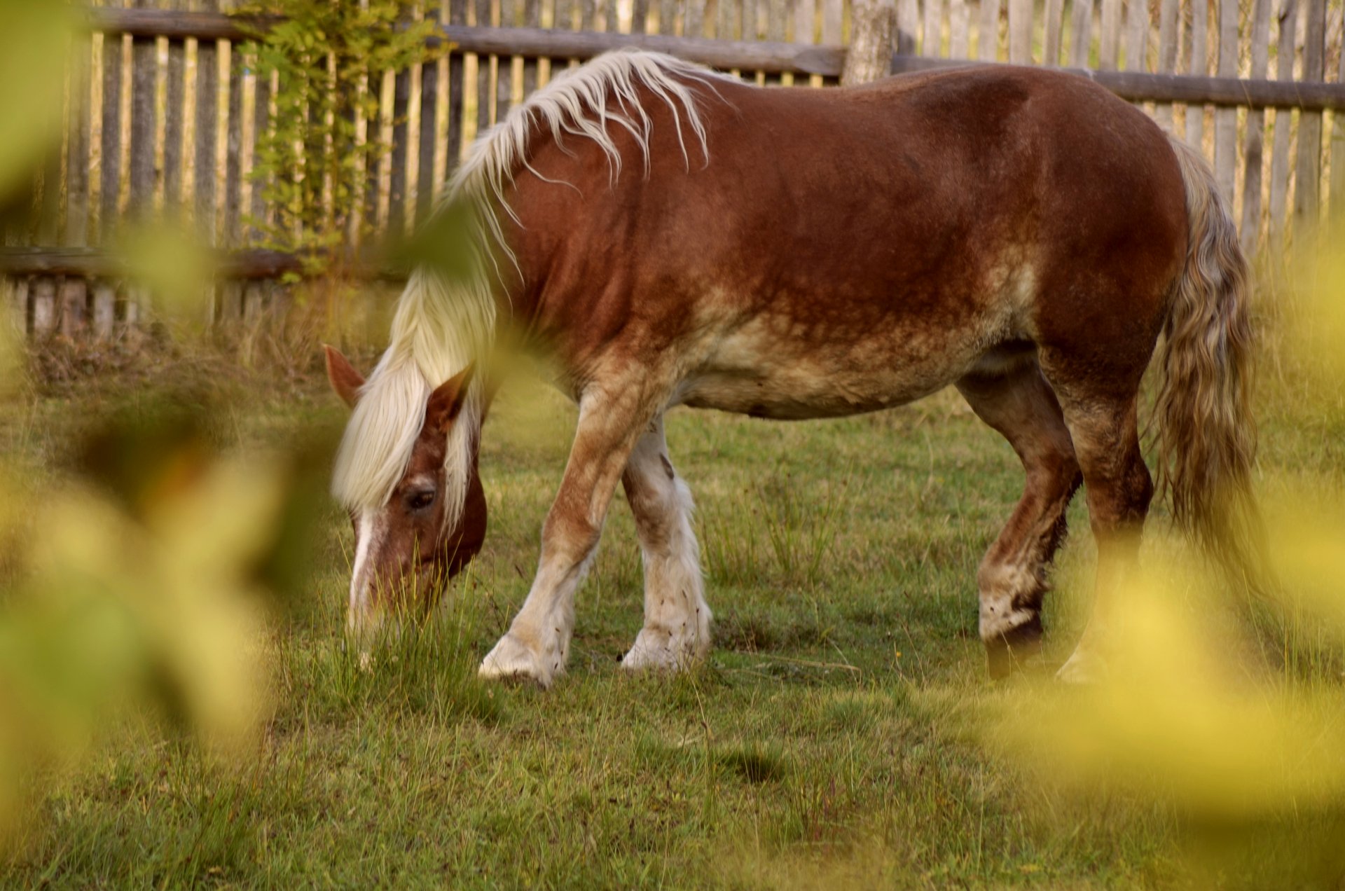 koń zwierzętafree photo darmowe zdjęcie