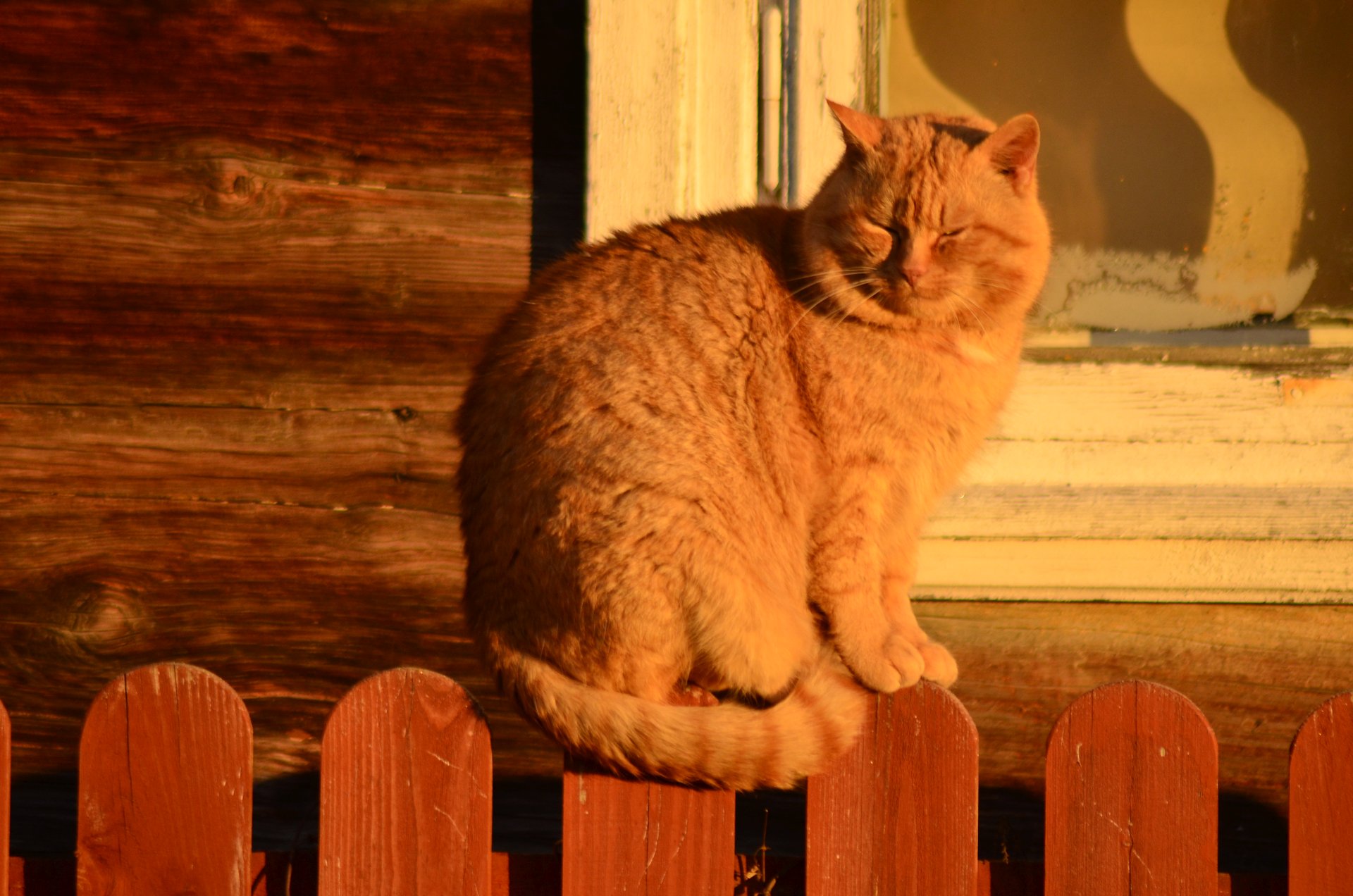 kot zwierzęta wschód słońca świtfree photo darmowe zdjęcie