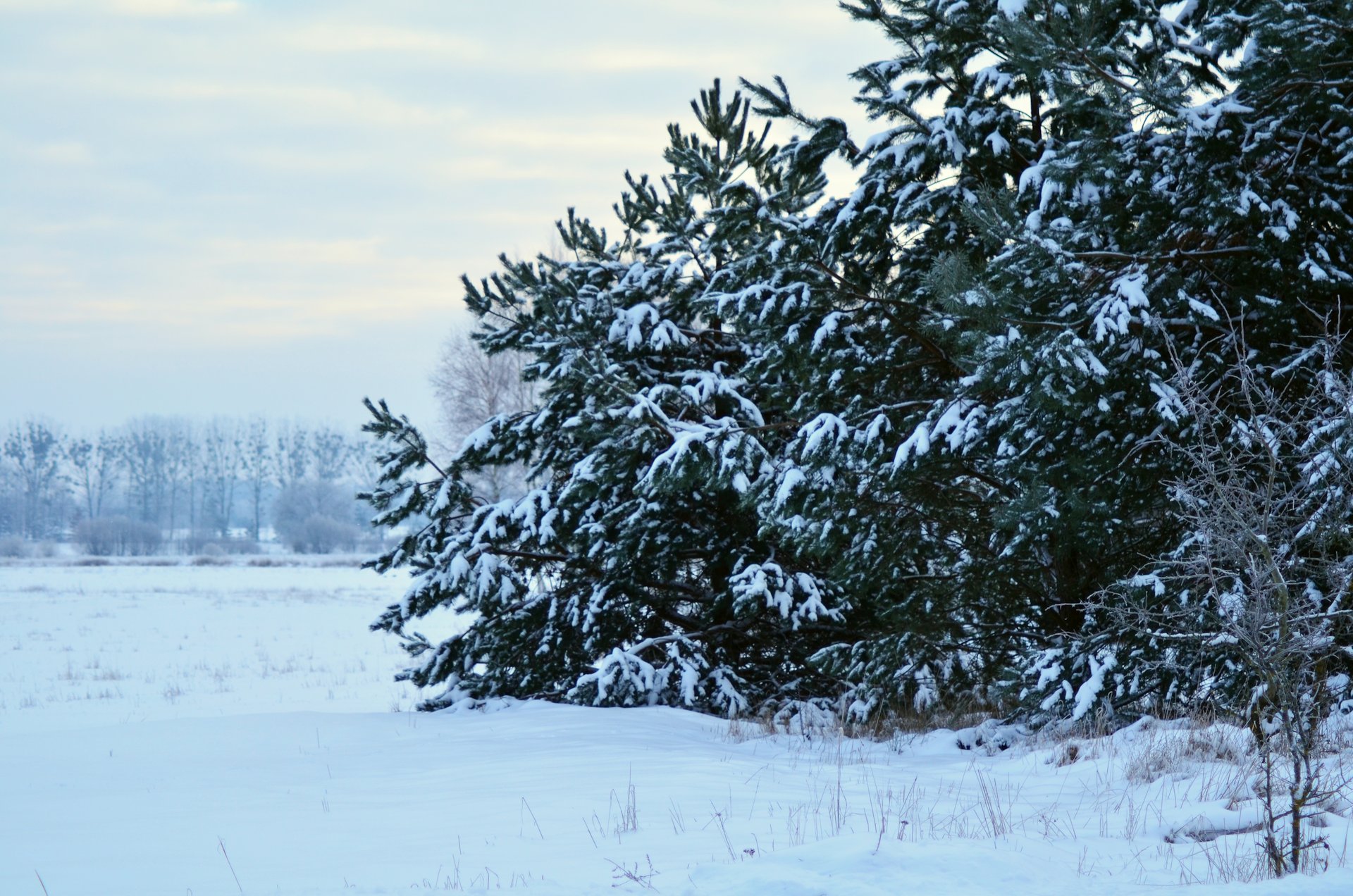 zima śnieg drzewafree photo darmowe zdjęcie