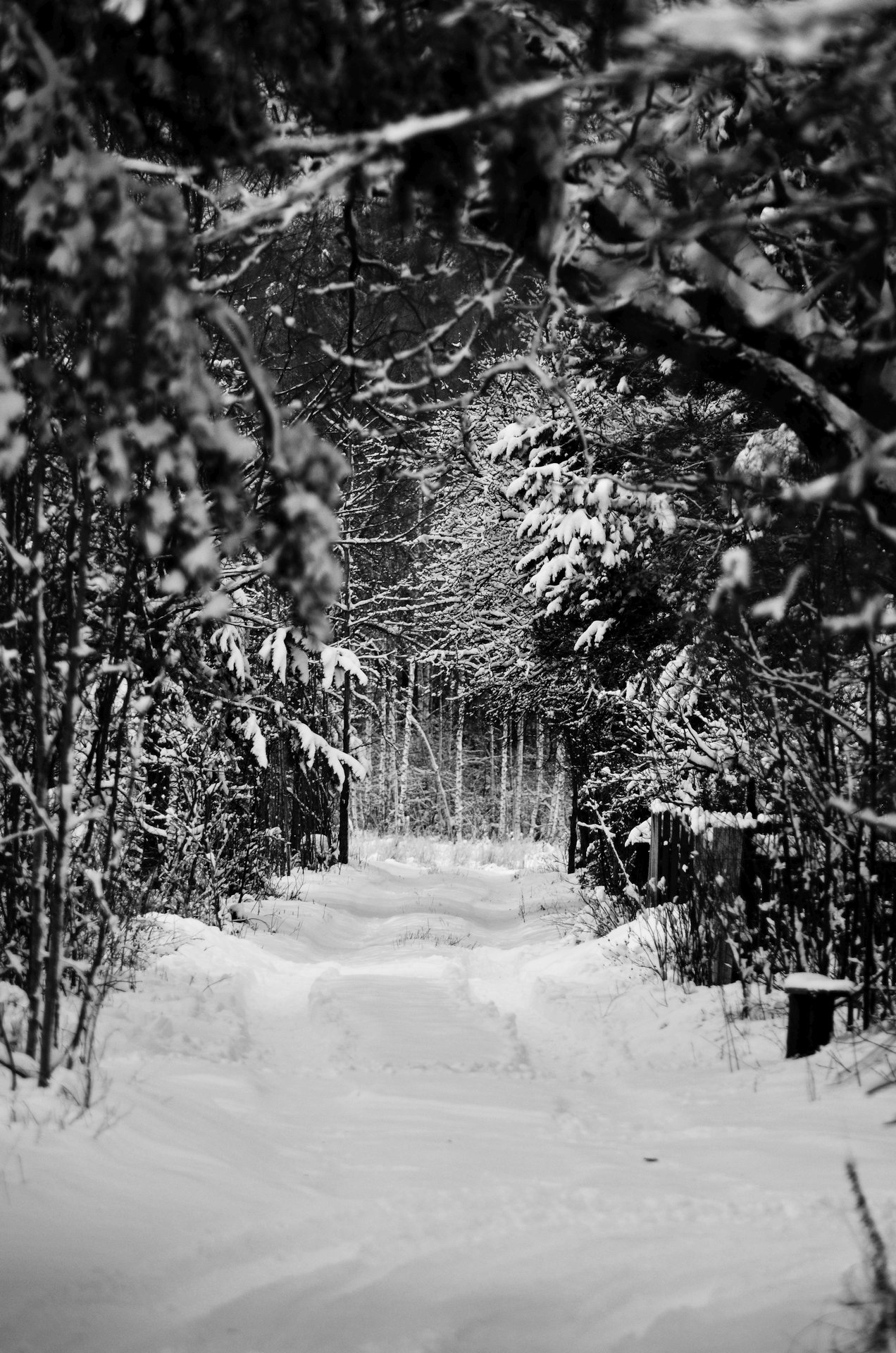 zima śnieg drzewa Puszcza Białowieska