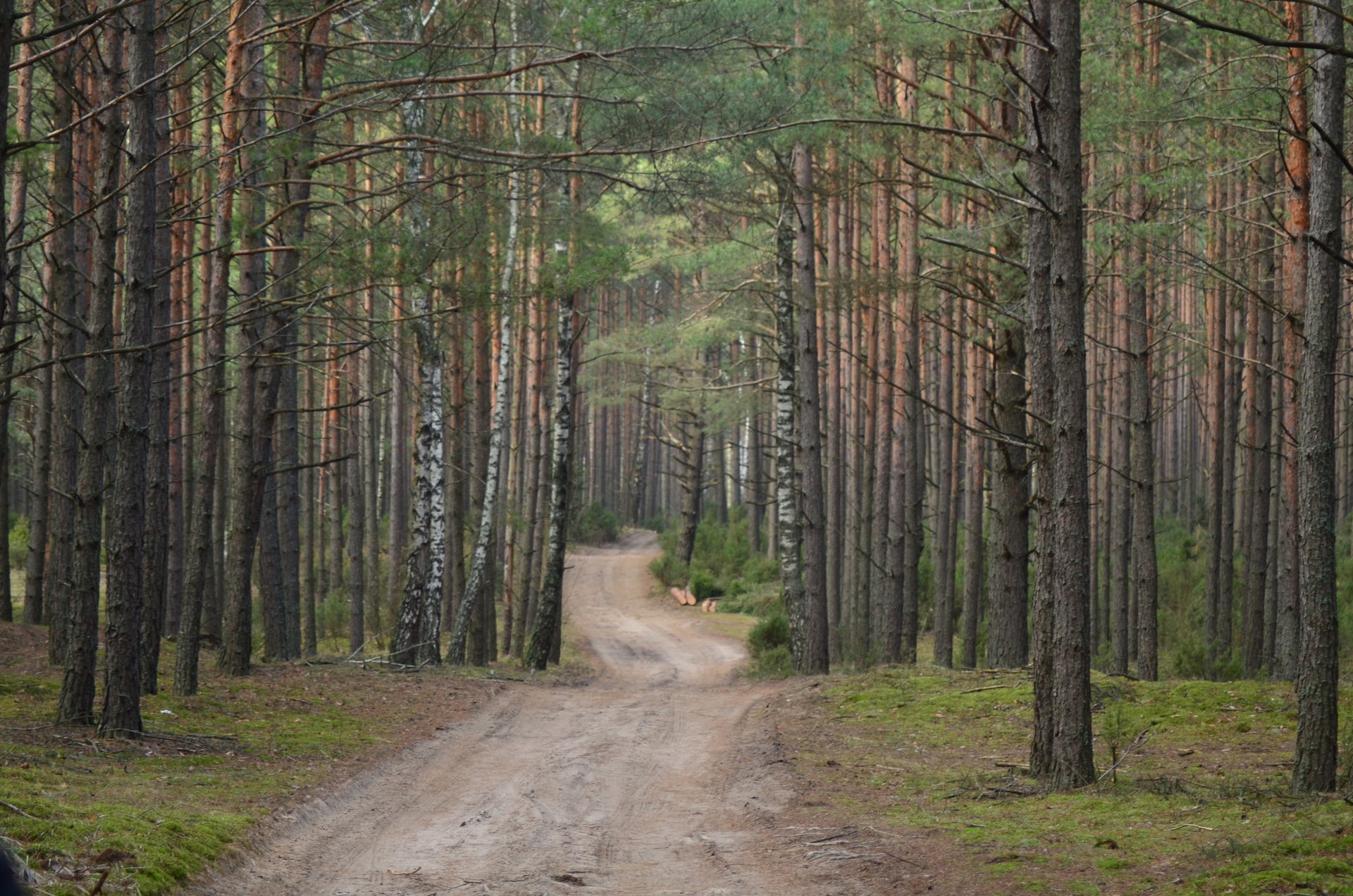 las Biebrzański Park Narodowyfree photo darmowe zdjęcie