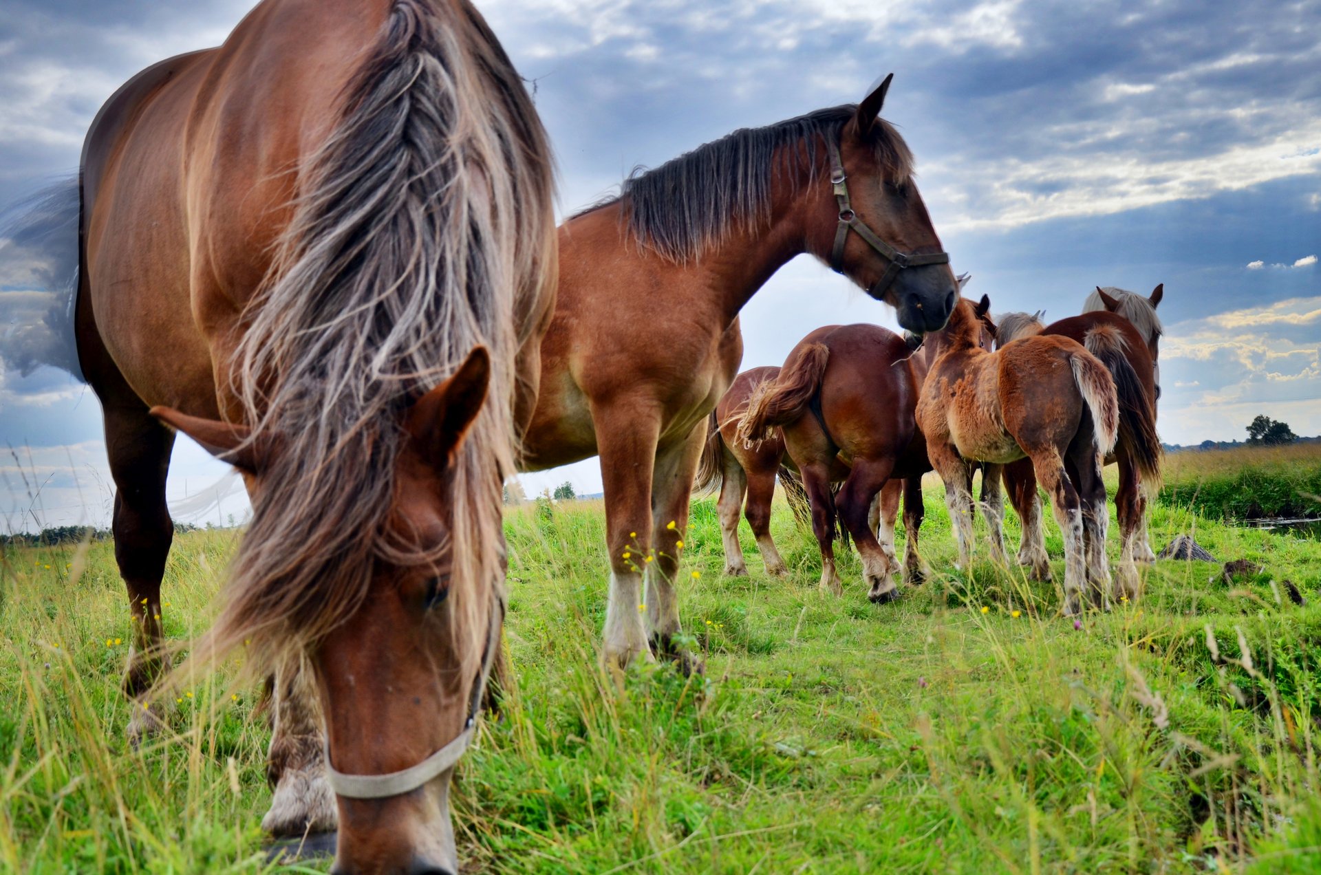 konie koń zwierzętafree photo darmowe zdjęcie