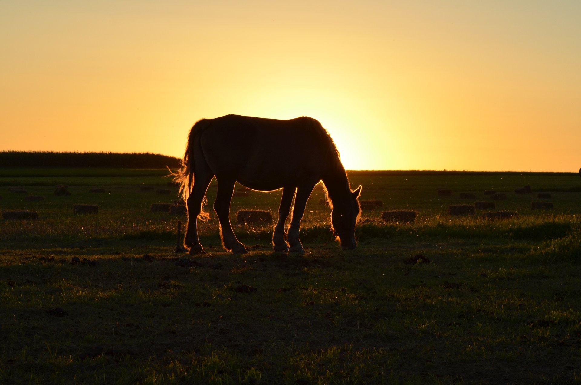 koń zwierzęta zachód słońcafree photo darmowe zdjęcie