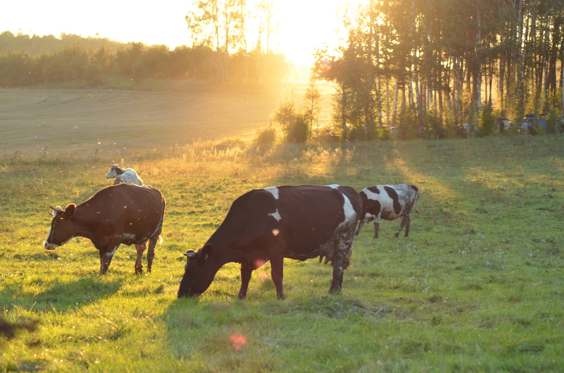 krowa krowy zwierzętafree photo darmowe zdjęcie
