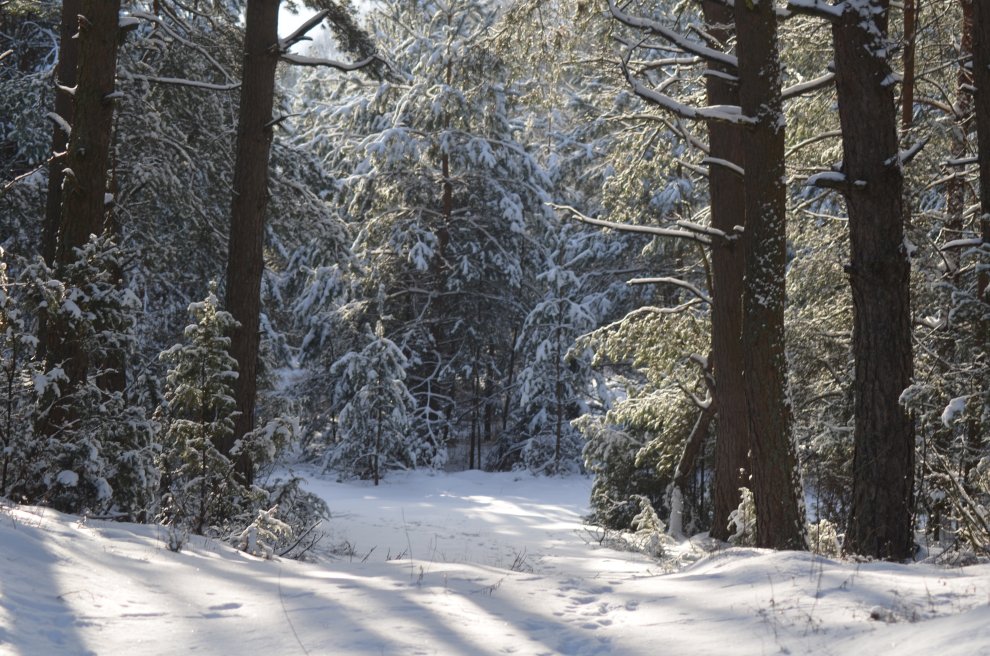 5 najlepszych podlaskich miejscówek do zwiedzania w śnieżną zimę