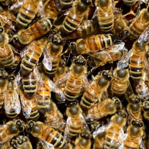 Domki z pszczołami staną w mieście. Pozytywna akcja powinna pokazać, jakie są priorytety.