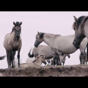 Dolina Górnej Narwi. Wyjątkowe miejsce, gdzie żyją półdzikie konie.