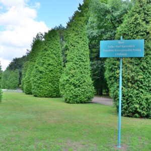 Co ten Truskolaski wyprawia?! 80-letnie tuje na Plantach wycięte!