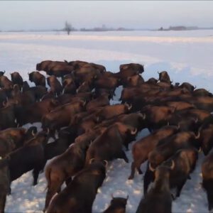 Nękał stado żubrów dronem. Zapowiada walkę z tymi zwierzętami!