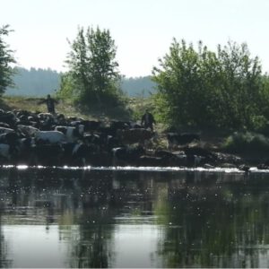 Wyjątkowe miejsce w Podlaskiem! Tutaj krowy przepływają rzekę.