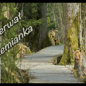 Park Krajobrazowy Puszczy Knyszyńskiej. Co warto tu zobaczyć?