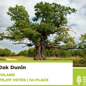 Dąb Dunin został Europejskim Drzewem Roku. Podlasie może być dumne!