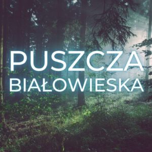 Puszcza Białowieska ciągle zachwyca! Ten film pokazuje jej najlepsze strony.