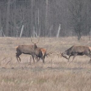 2-lutego-2024-Harce-trzech-jeleni-w-Puszczy-Bialowieskiej