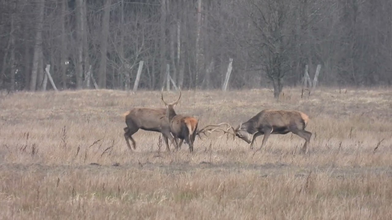 Tak harcują jelenie na polanie. Wiosna zbliża się wielkimi krokami!