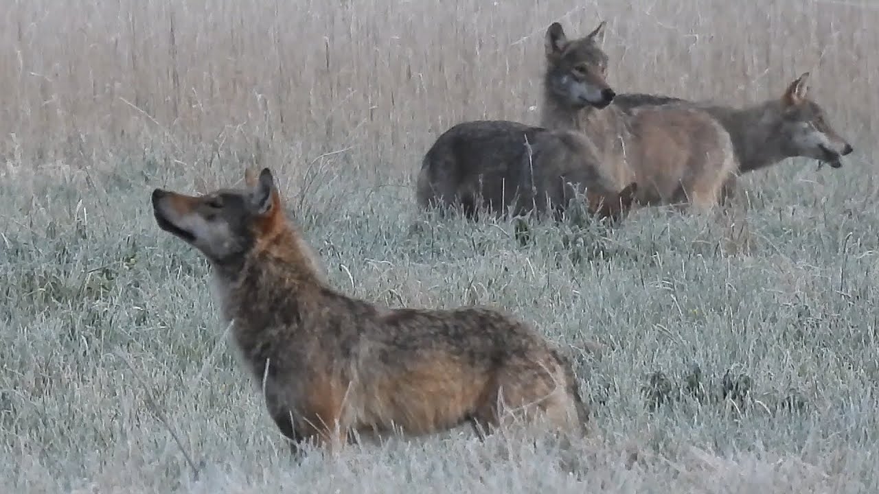 Cuda w Puszczy Białowieskiej.