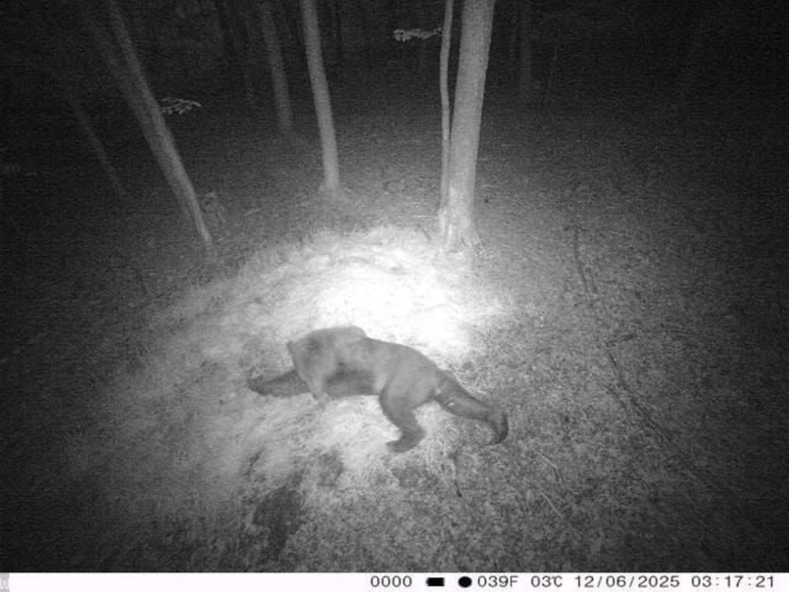 Sensacja! Fotopułapka złapała niedźwiedzia blisko Białegostoku!