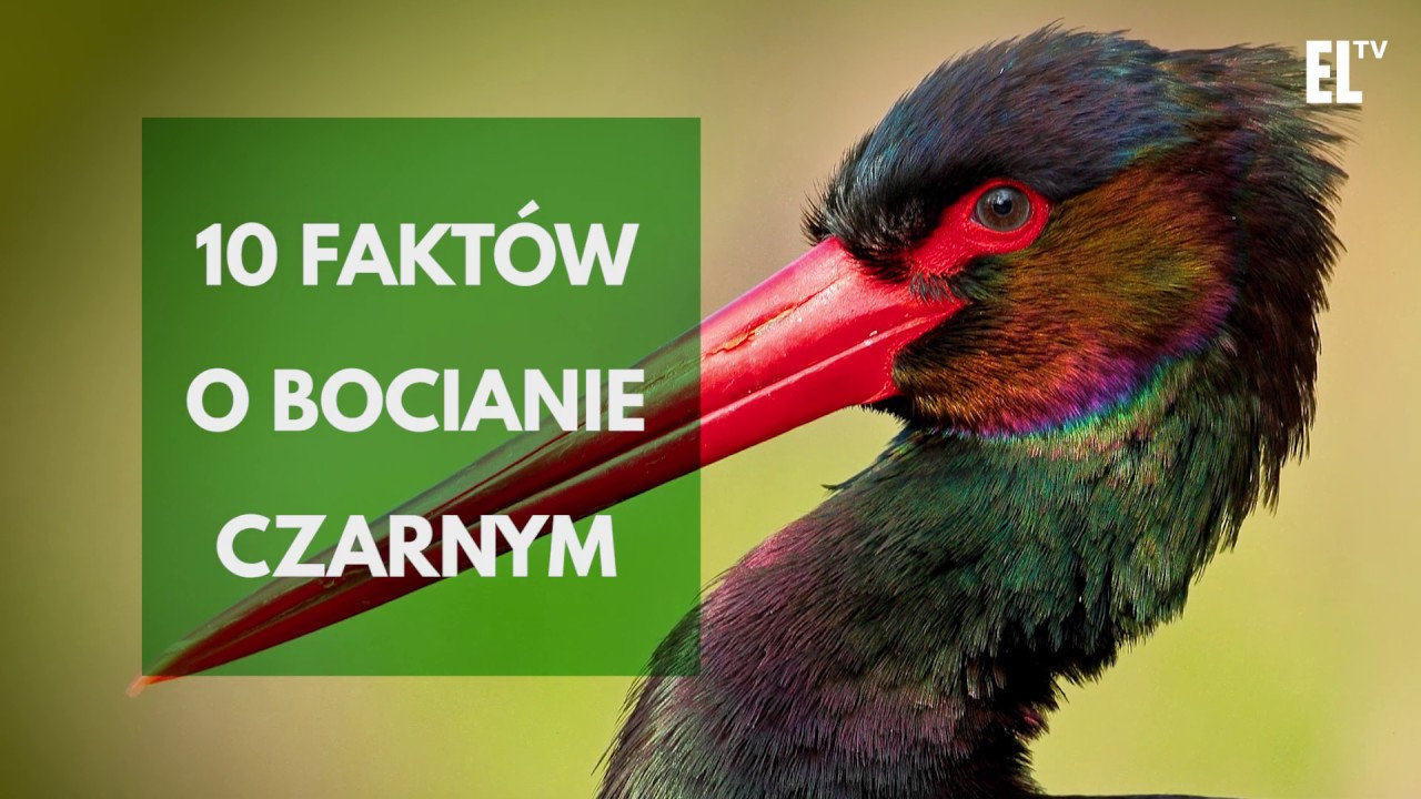 Czarne bociany na Podlasiu. Dlaczego nie gniazdują w wioskach tak jak białe?