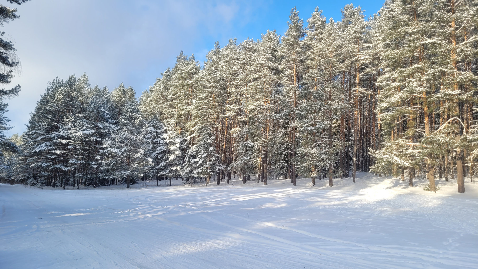 Zaśnieżone Podlaskie ratuje nas przed katastrofą. W jaki sposób?