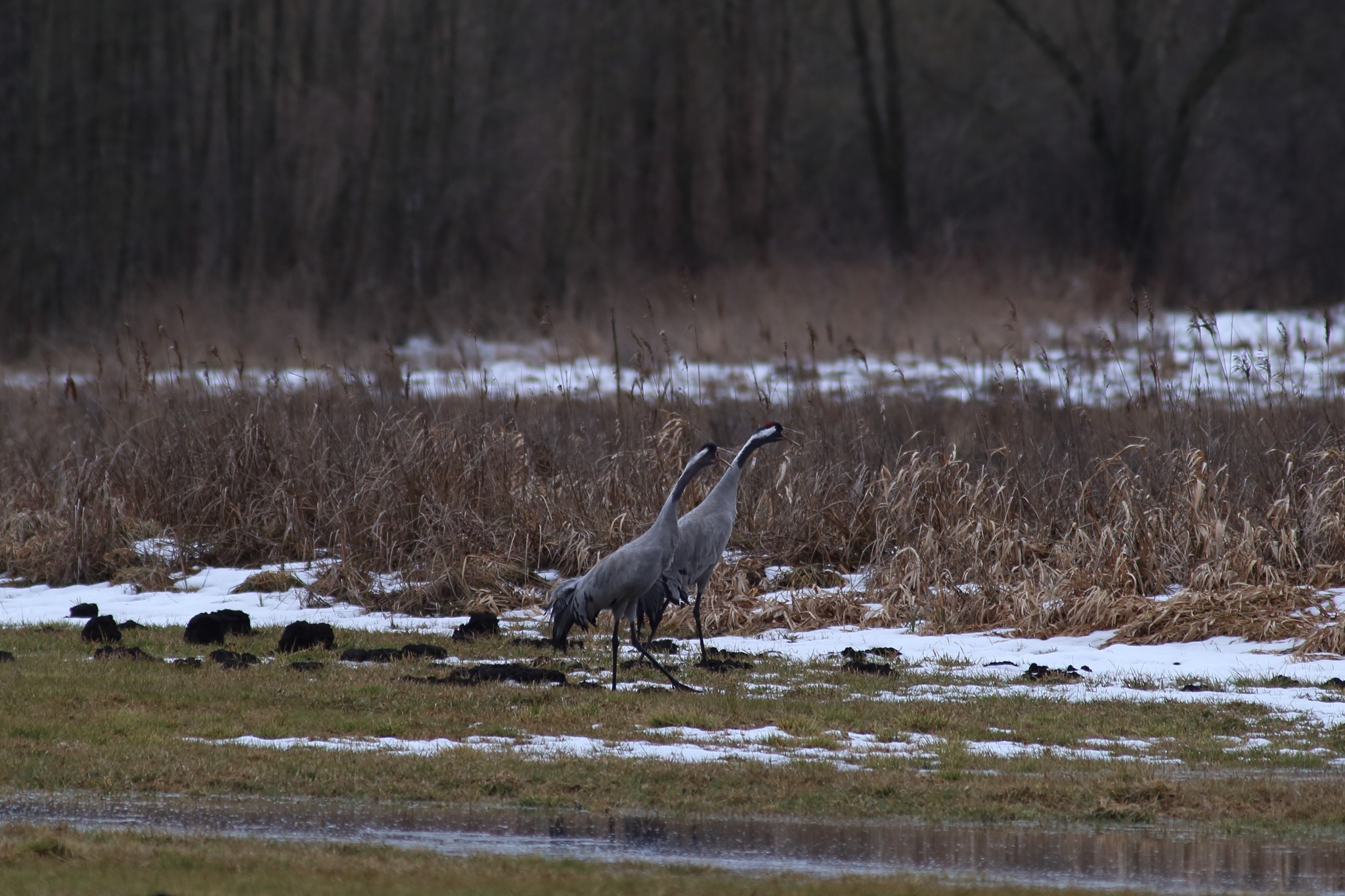 Idzie wiosna! Pierwsze żurawie zawitały w Podlaskiem.
