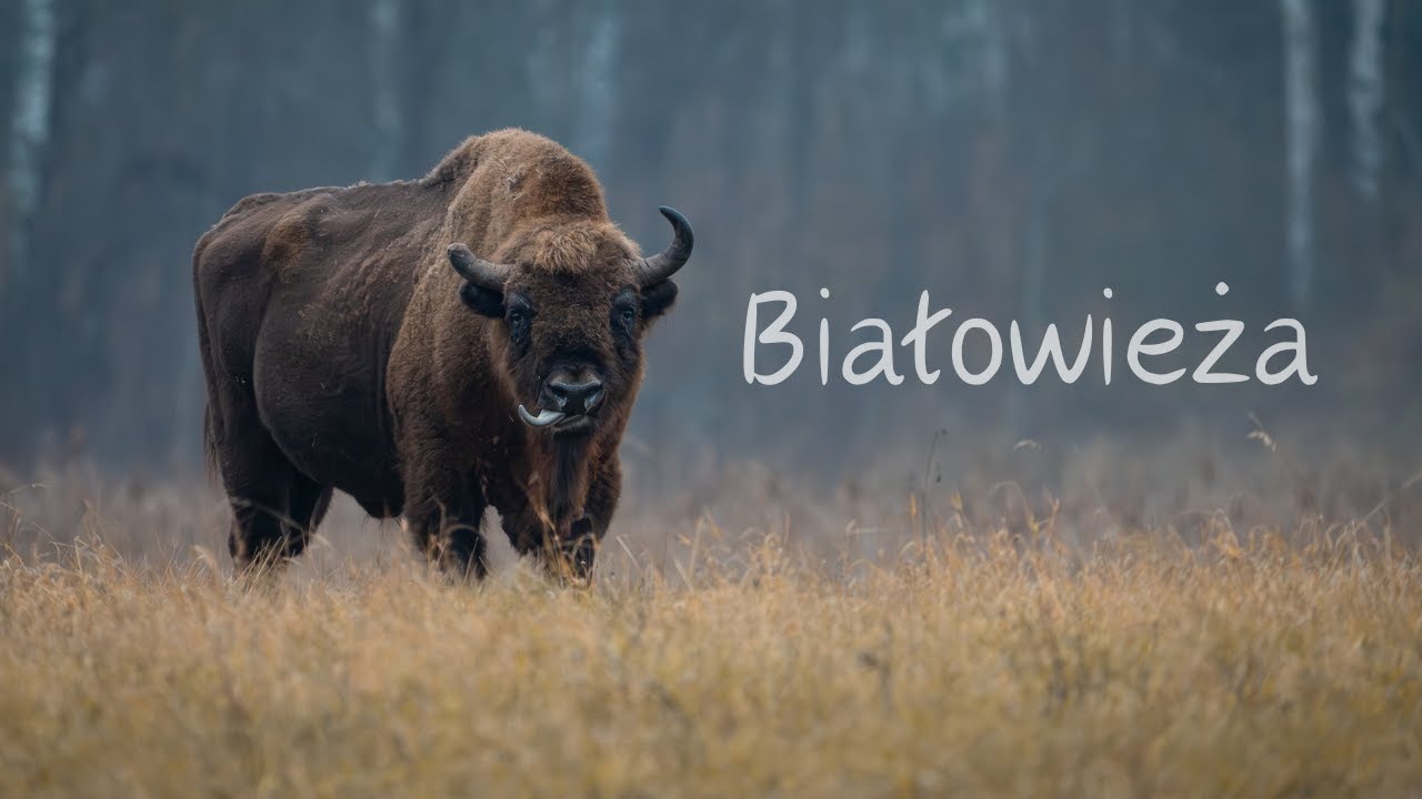 Klimatyczna wyprawa z fotografem do Białowieży. Cuda natury!