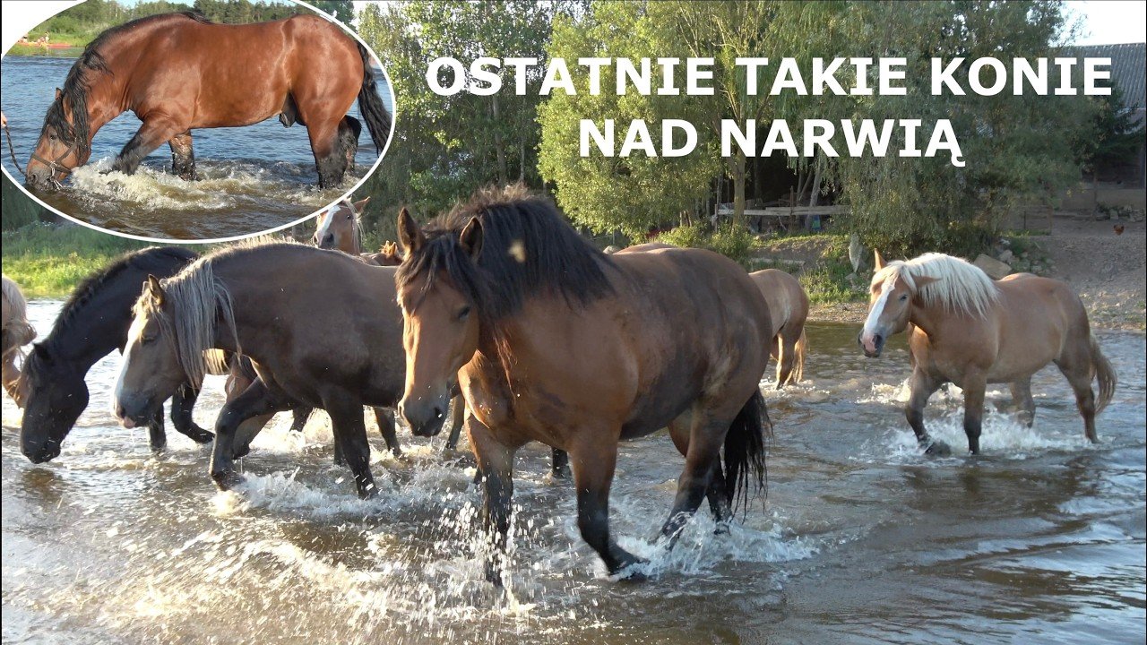To ostatnie takie konie nad Narwią