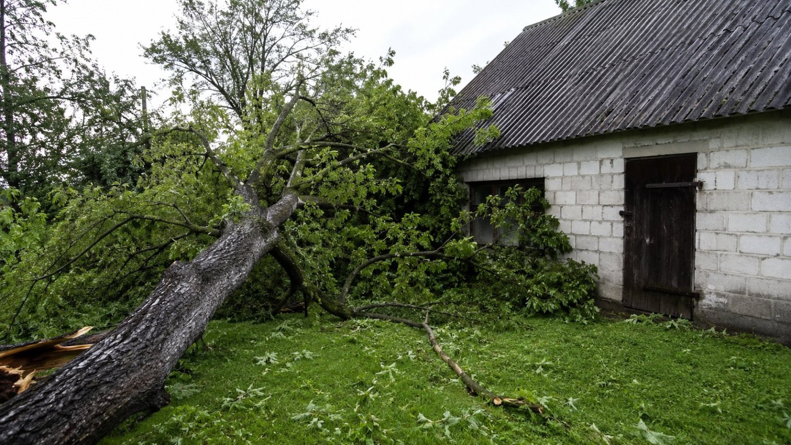 Powiat łomżyński. Po burzach strażacy usuwali powalone drzewa