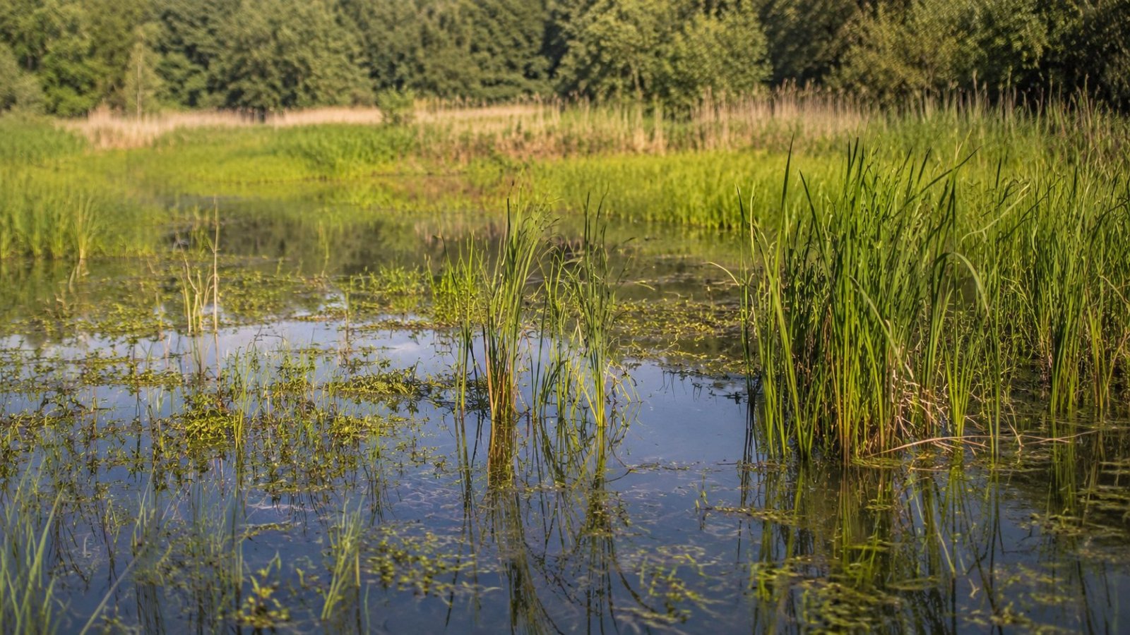 Narwiański Park Narodowy świętuje 30-lecie