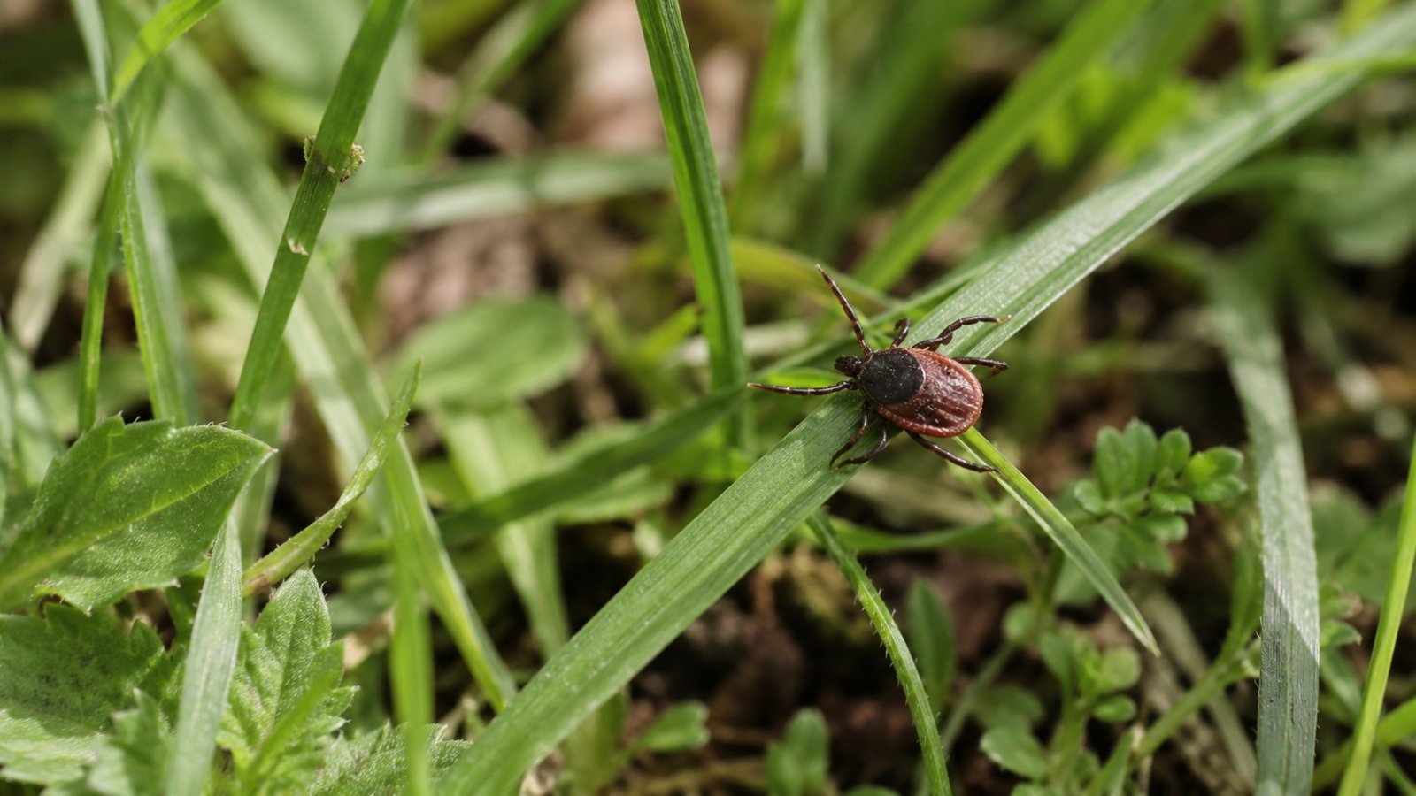 Podlaskie. Najwięcej przypadków kleszczowego zapalenia mózgu w kraju