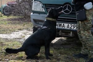 Podlaskie. W Straży Granicznej służy 40 psów